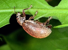 имаго-питание-1